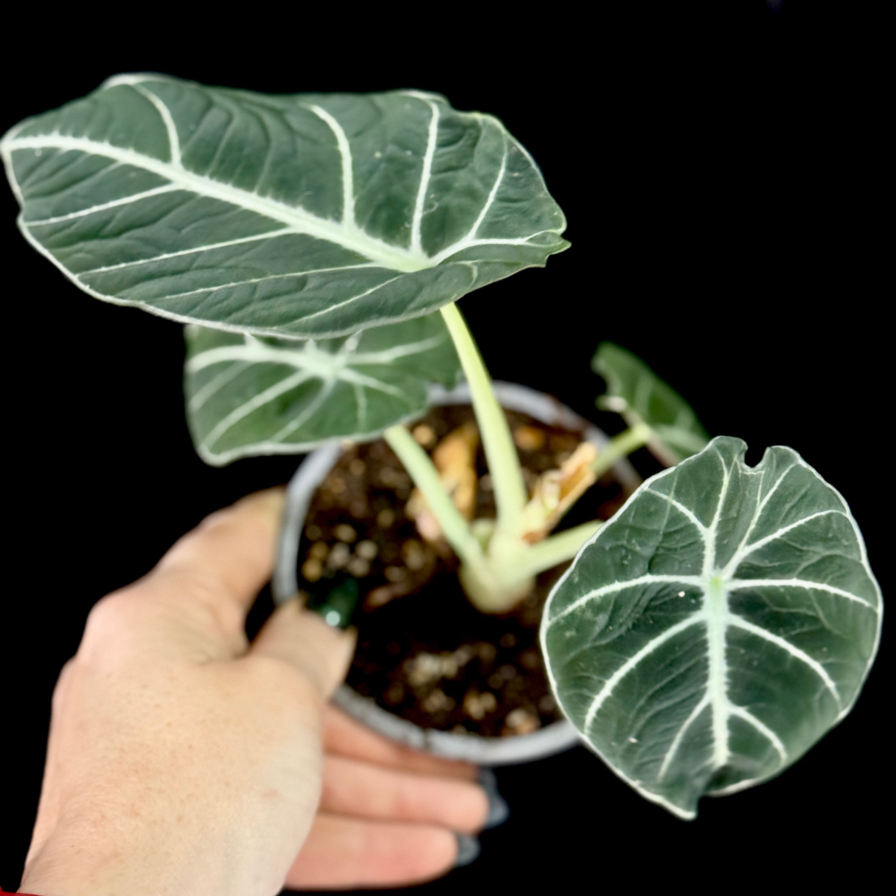 Alocasia ‘Black Velvet’