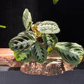 Maranta massangeana black (Prayer Plant)
