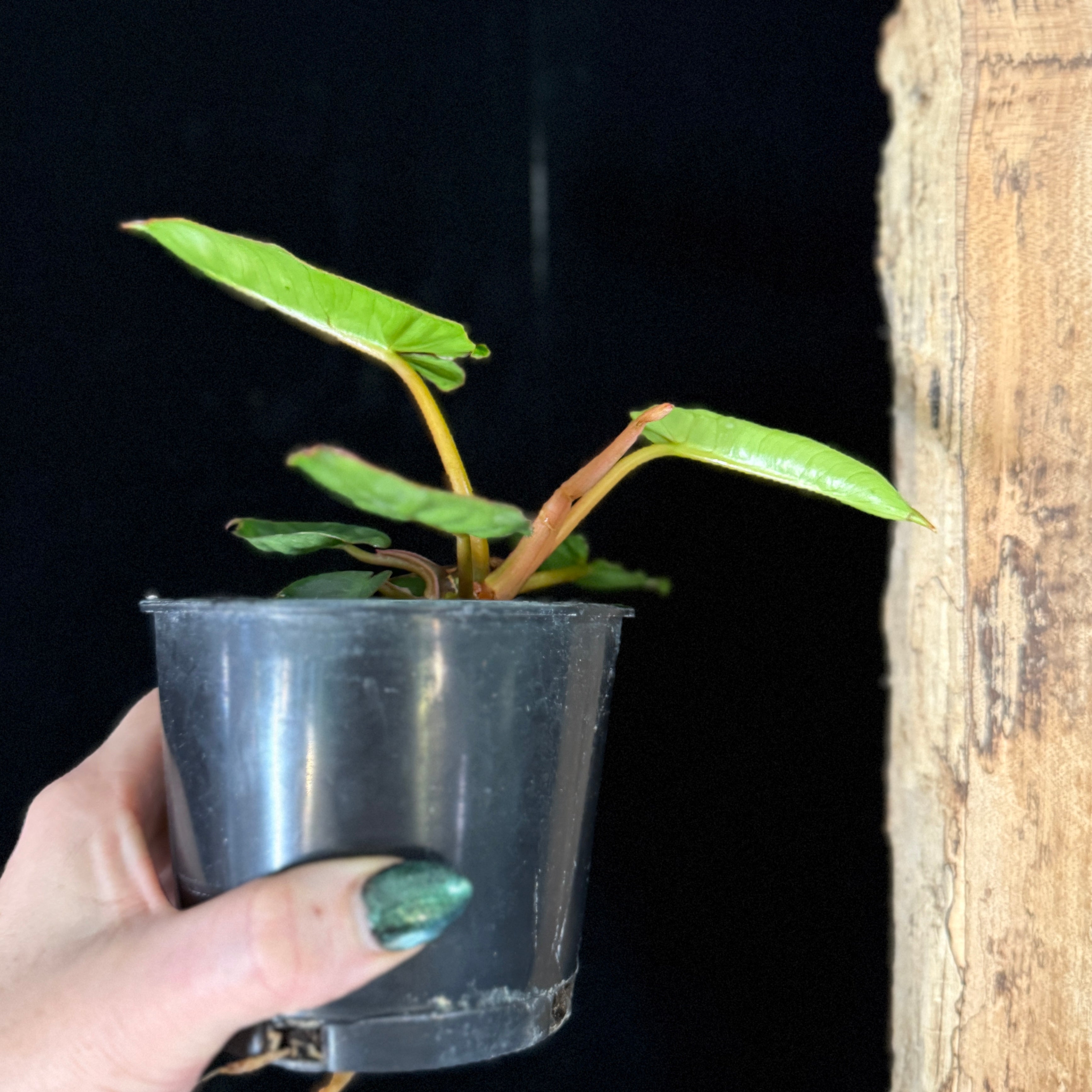 Philodendron Billietiae