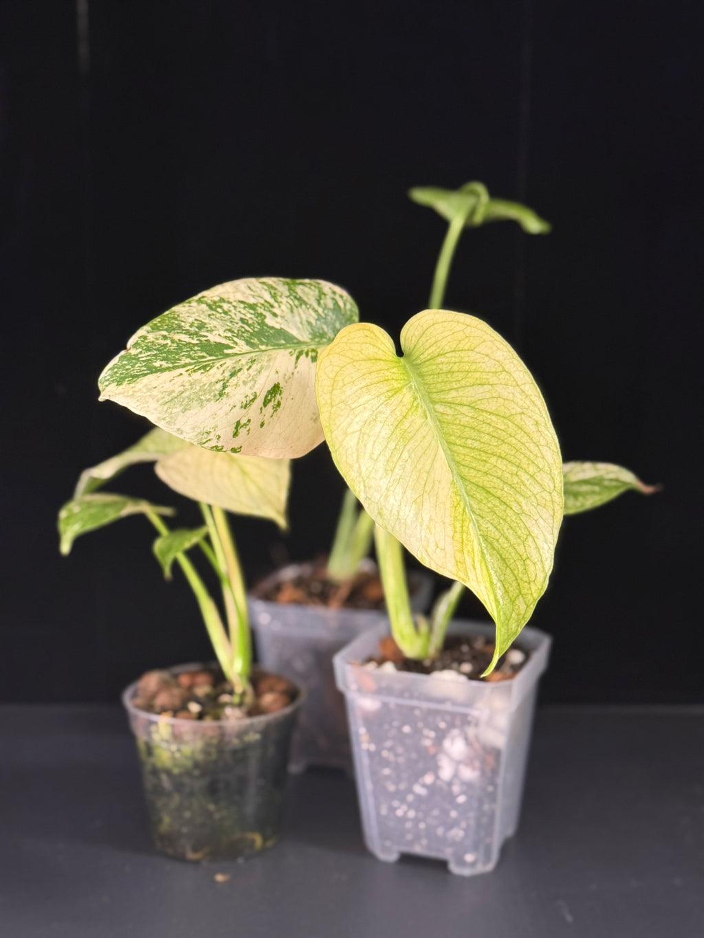 Monstera White Monster