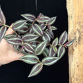 Tradescantia zebrina ‘Deep Purple’