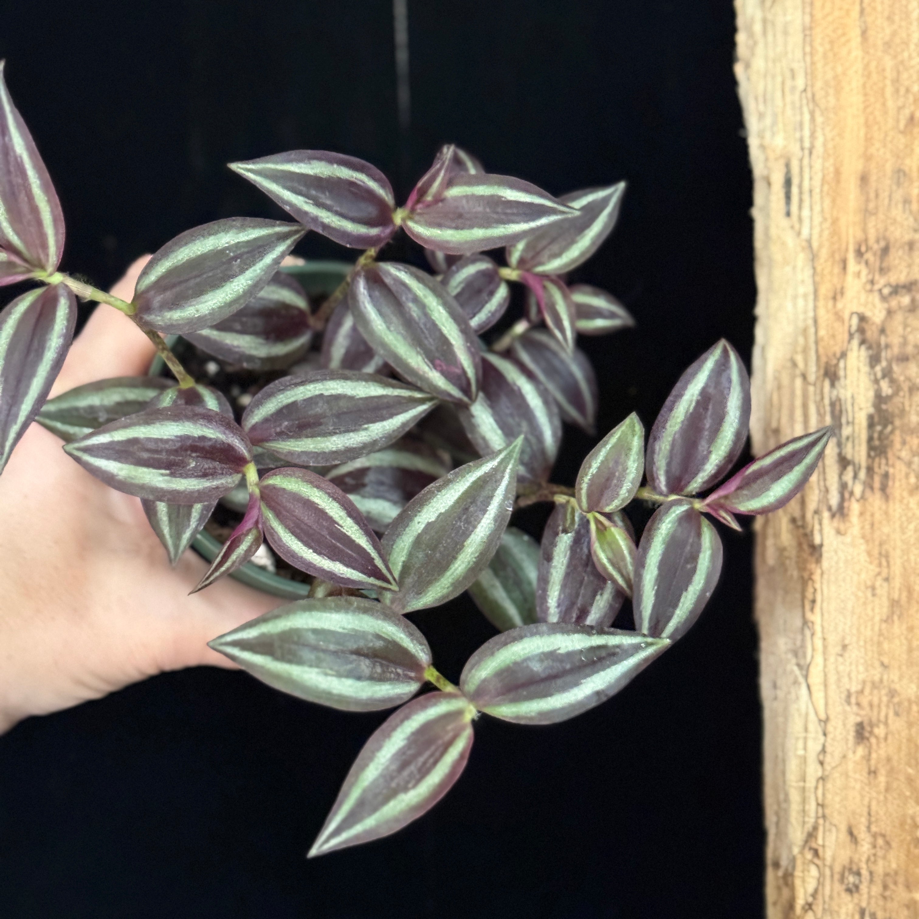 Tradescantia zebrina ‘Deep Purple’
