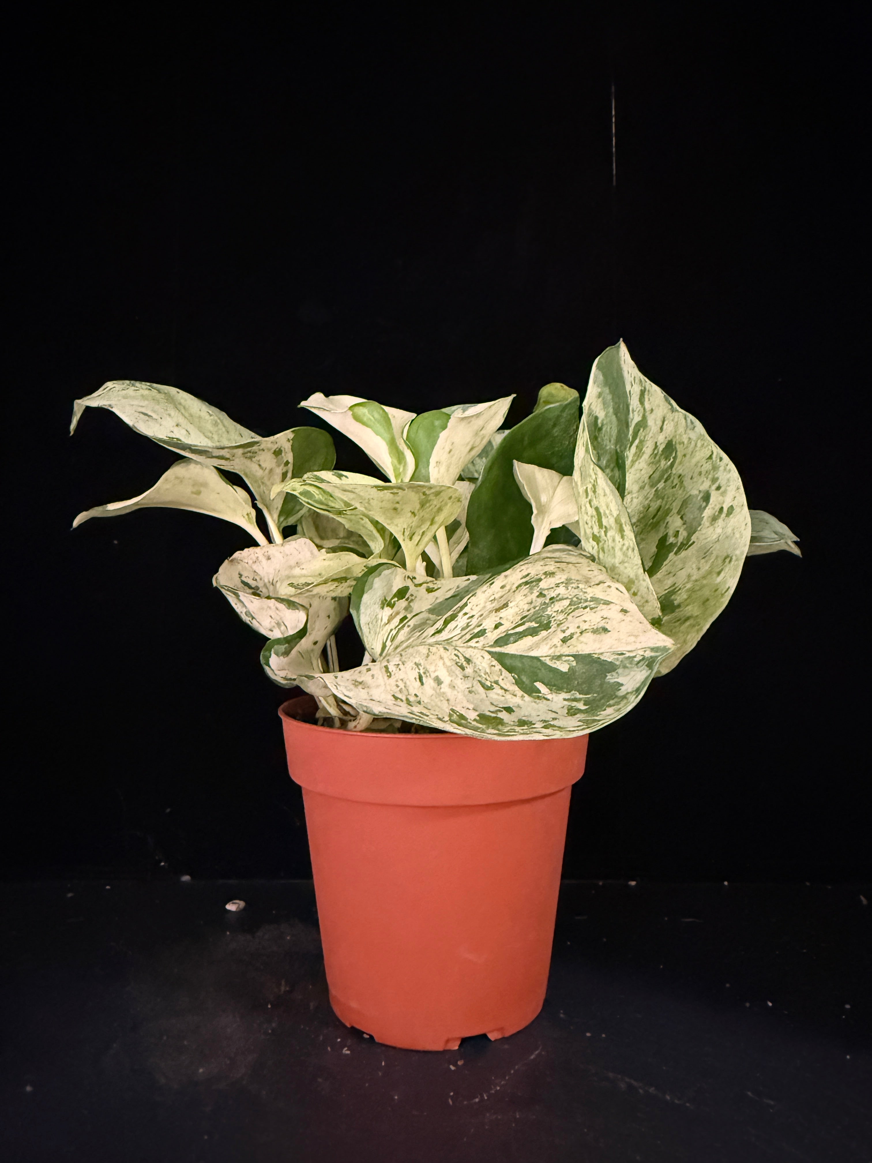 Epipremnum Aureum ‘Manjula Compacta’