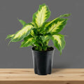 Dieffenbachia compacta ￼4”