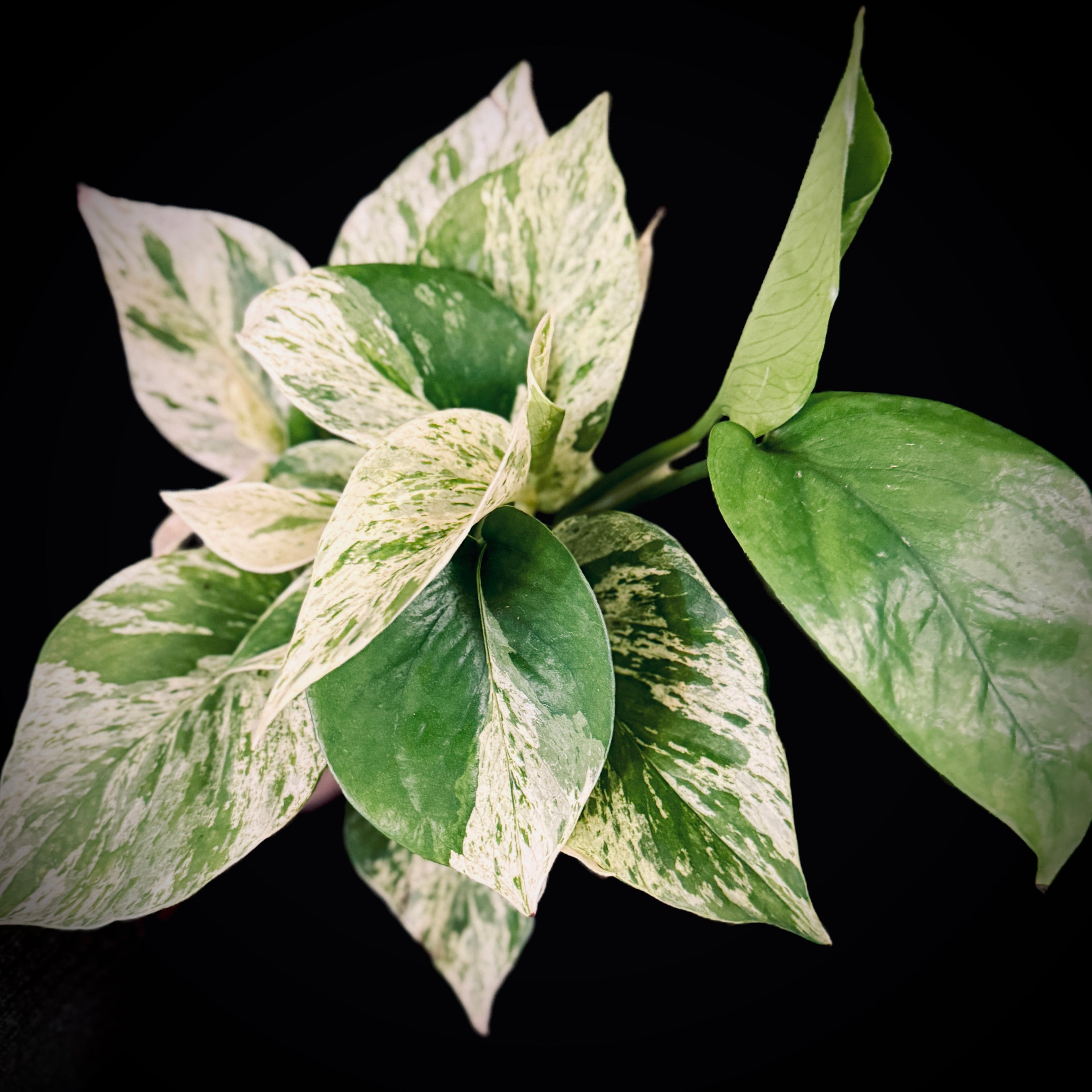 Epipremnum Aureum ‘Snow Queen’