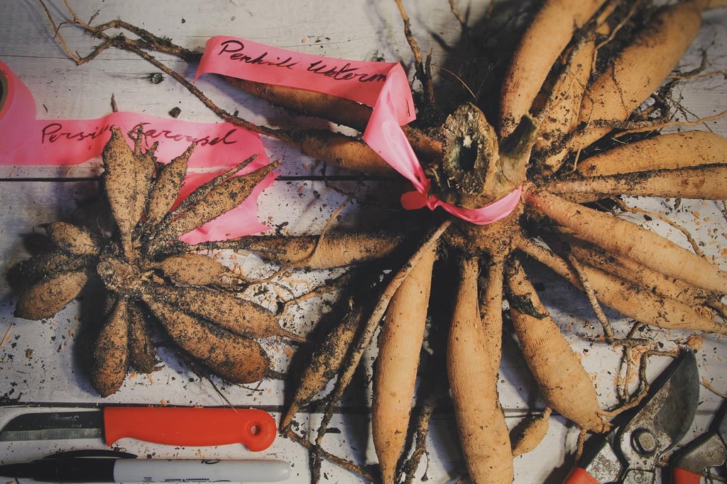 Dahlia Tuber Dividing Workshop