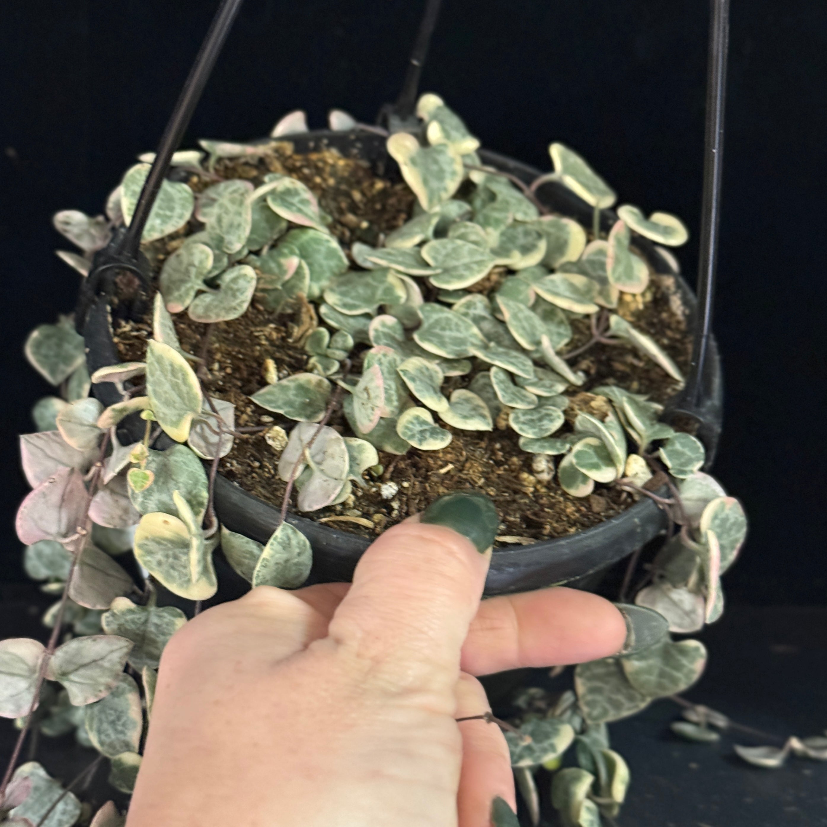 Ceropegia woodii variegata (variegated String of Hearts)