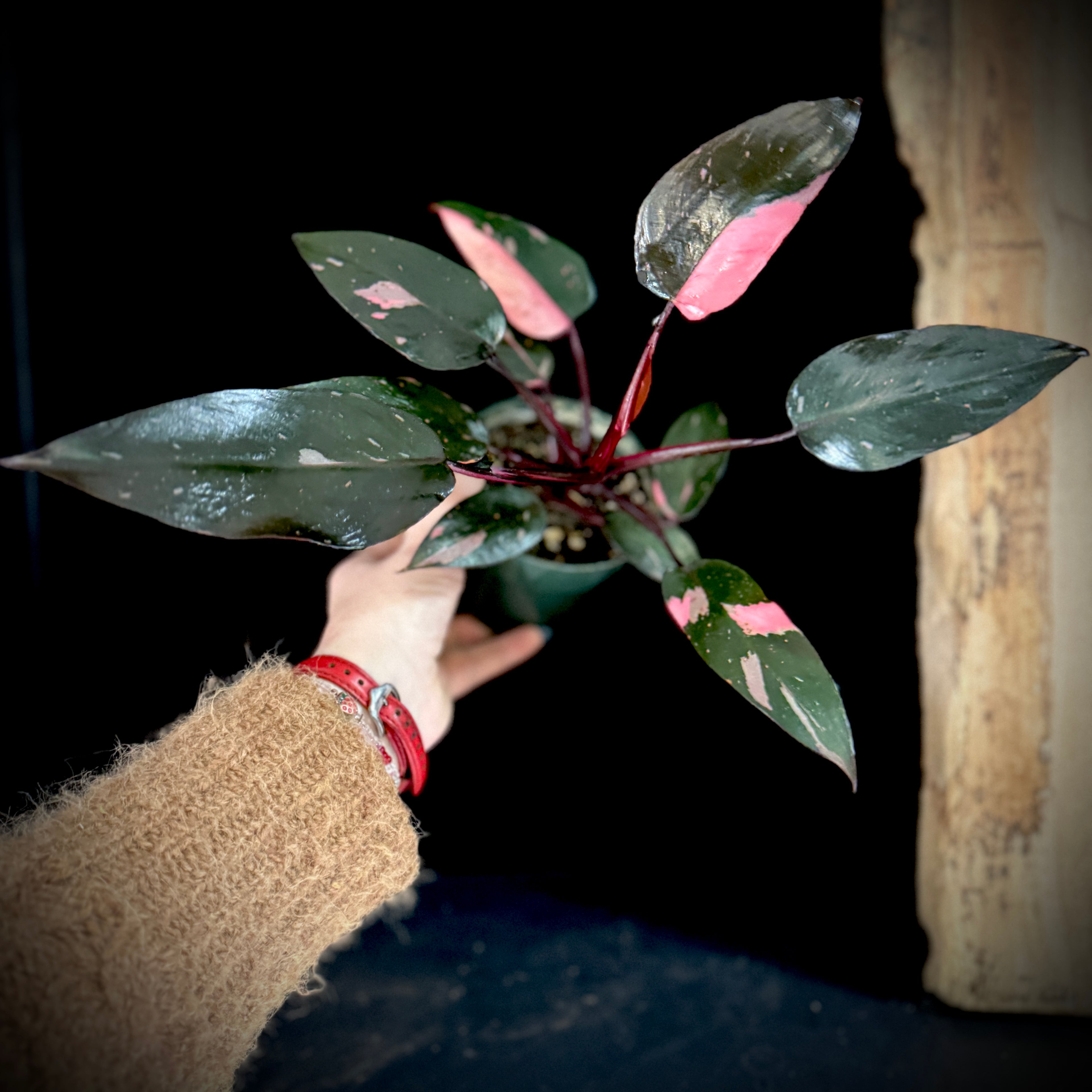 Philodendron Pink Princess 4” Pot