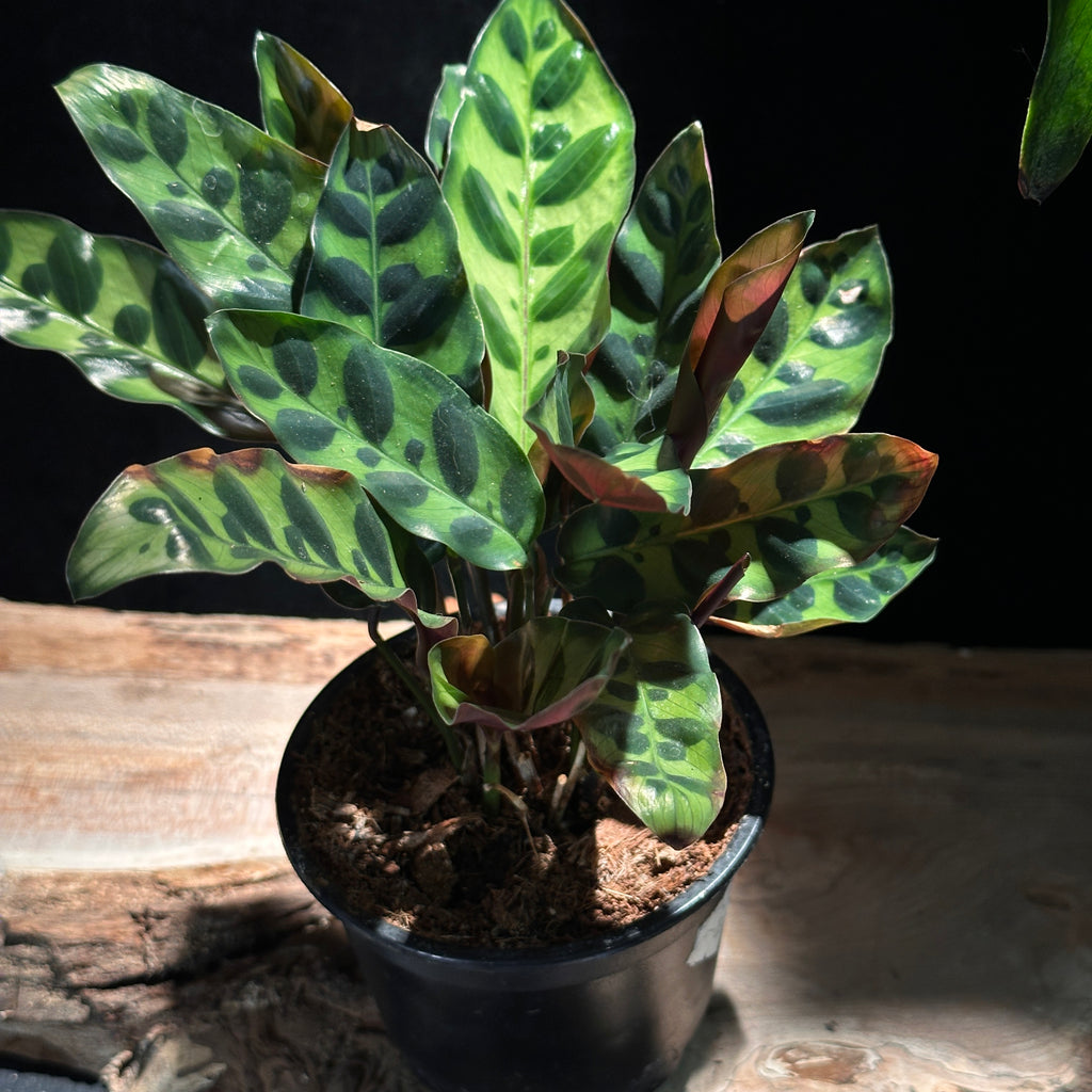 Calathea Rattlesnake