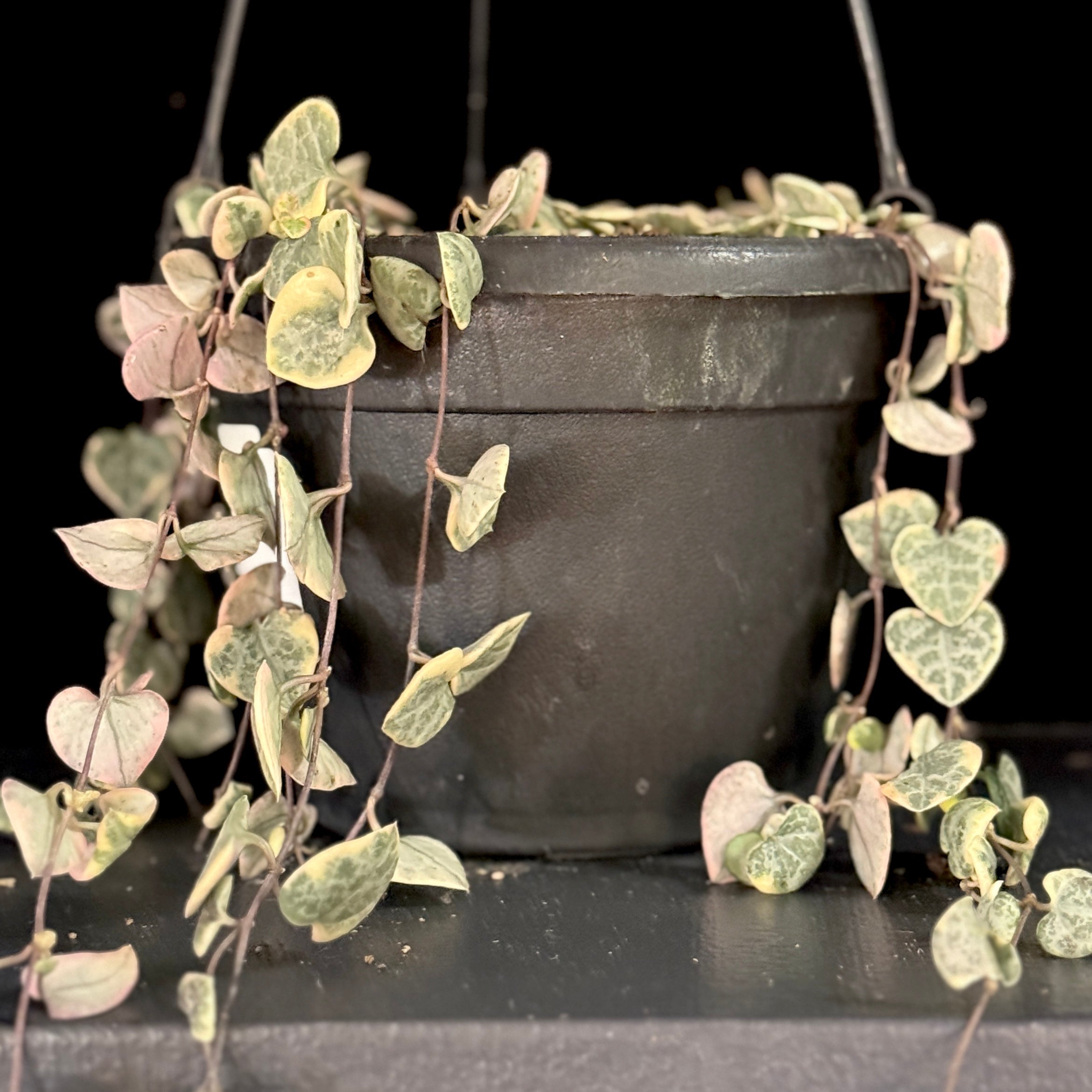 Ceropegia woodii variegata (variegated String of Hearts)