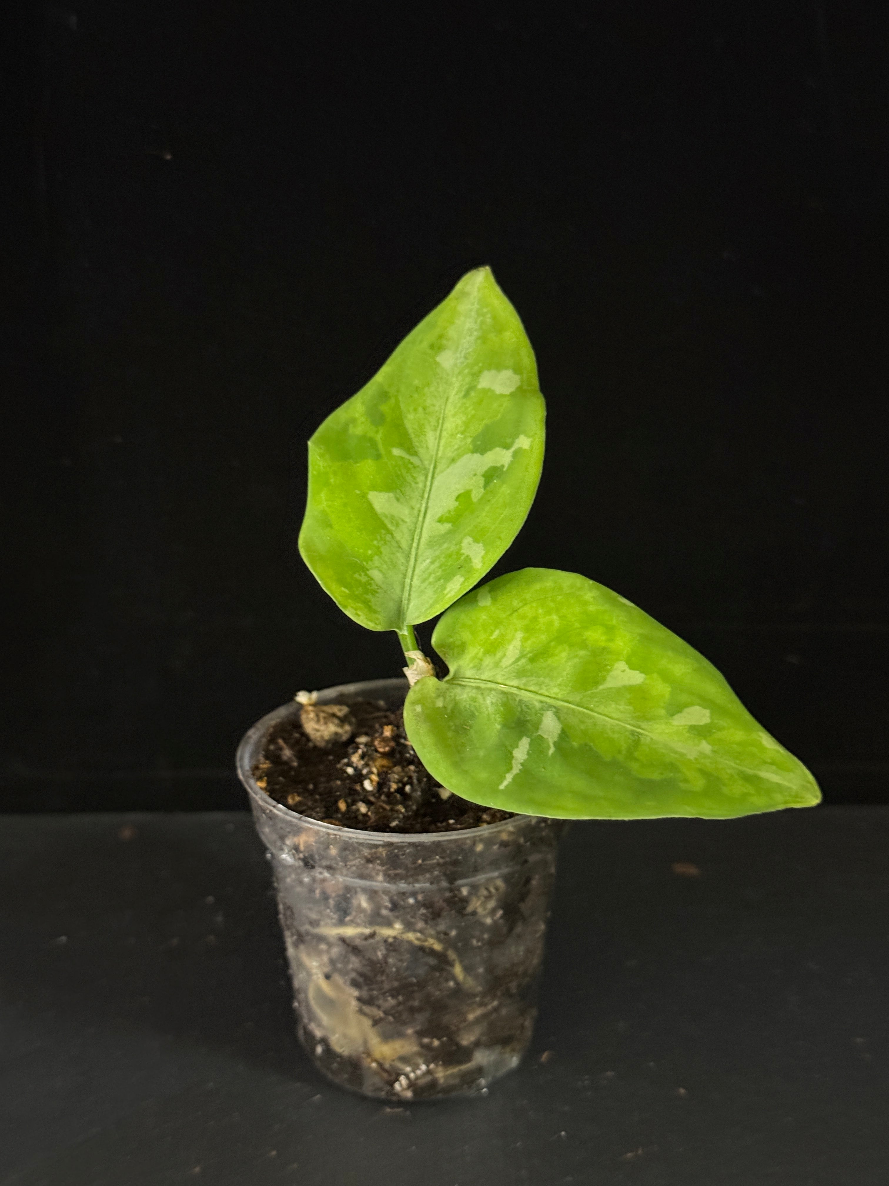 Aglaonema Pictum Tricolor Camouflage