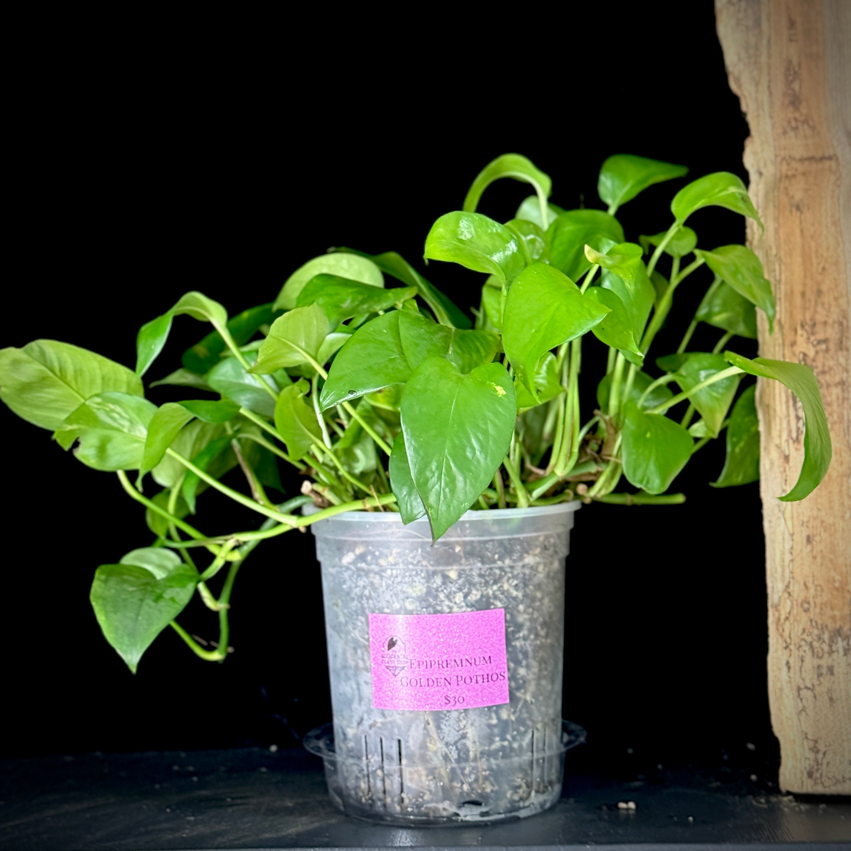 Epipremnum aureus ‘Golden Pothos’