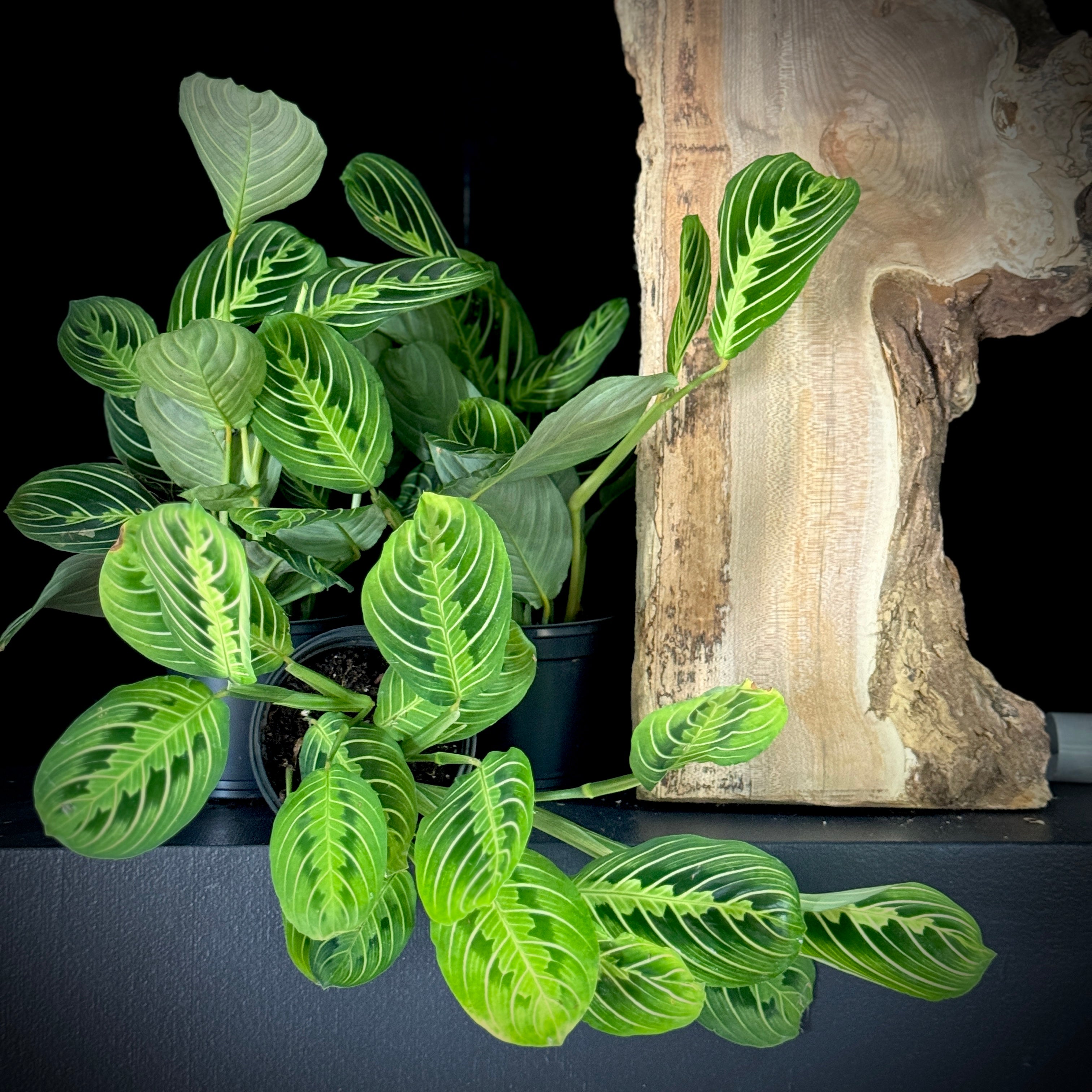 Maranta Lemon Lime