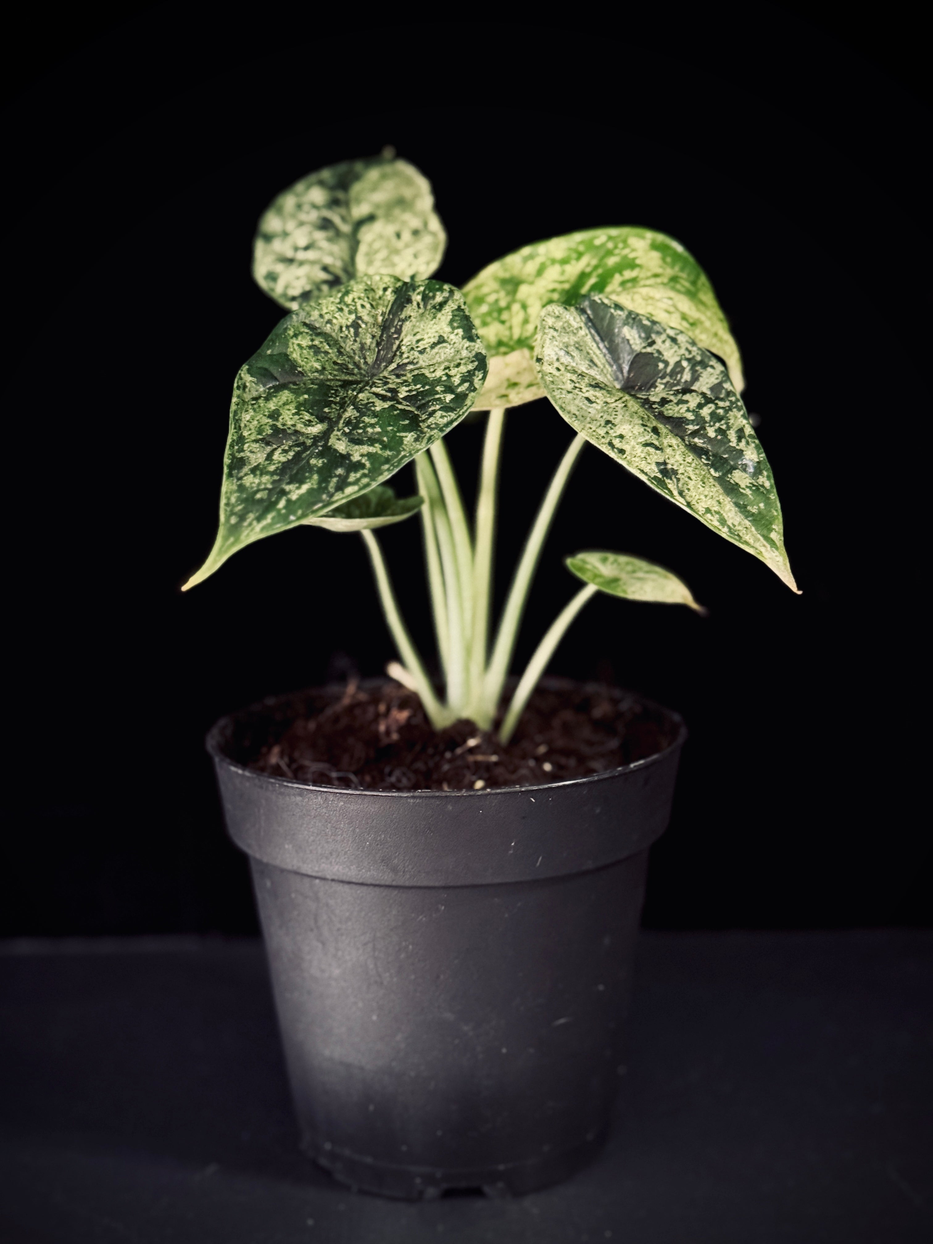 Alocasia Dragon Scale Mint