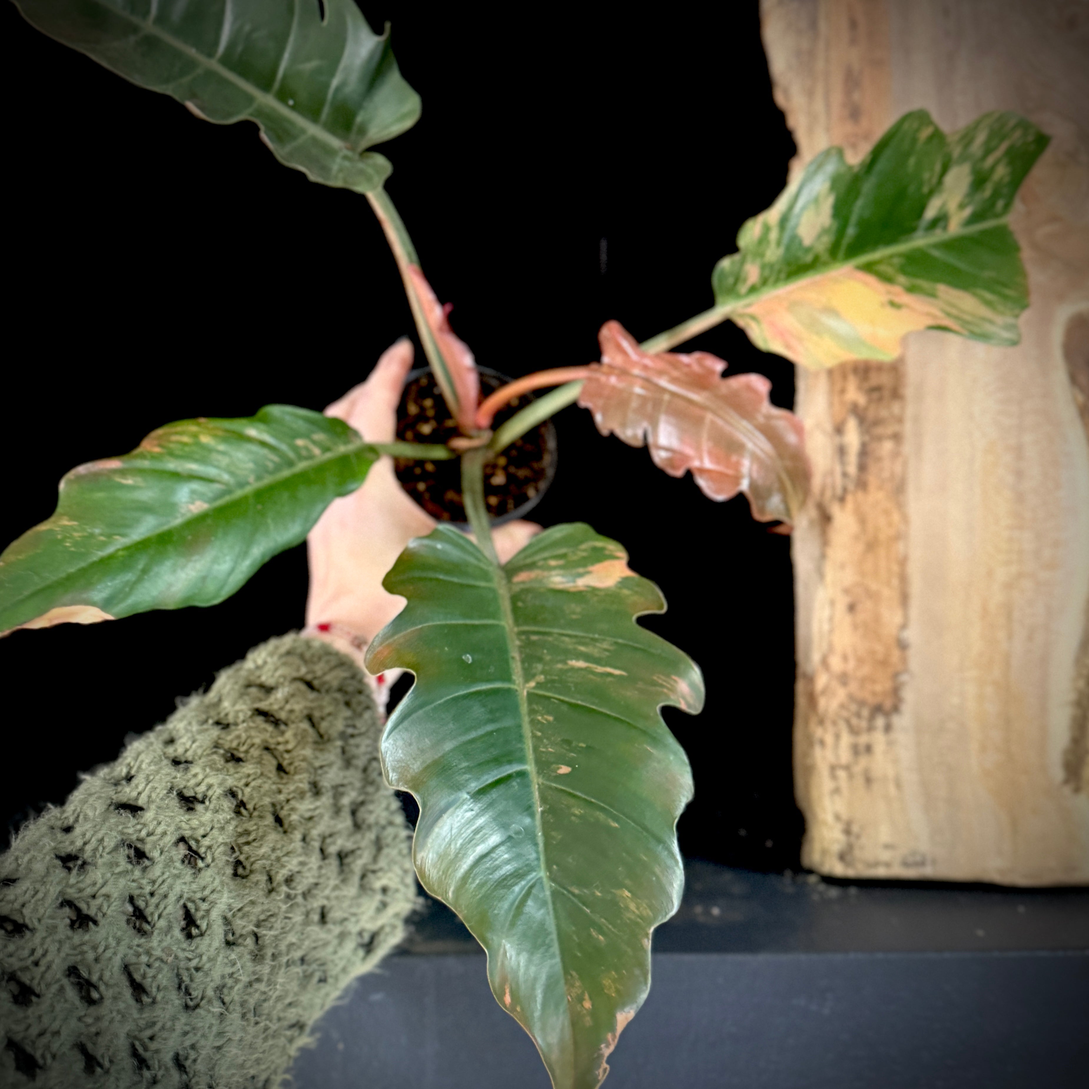 Philodendron ‘Caramel Marble’ also known as 'Carmel Marble'