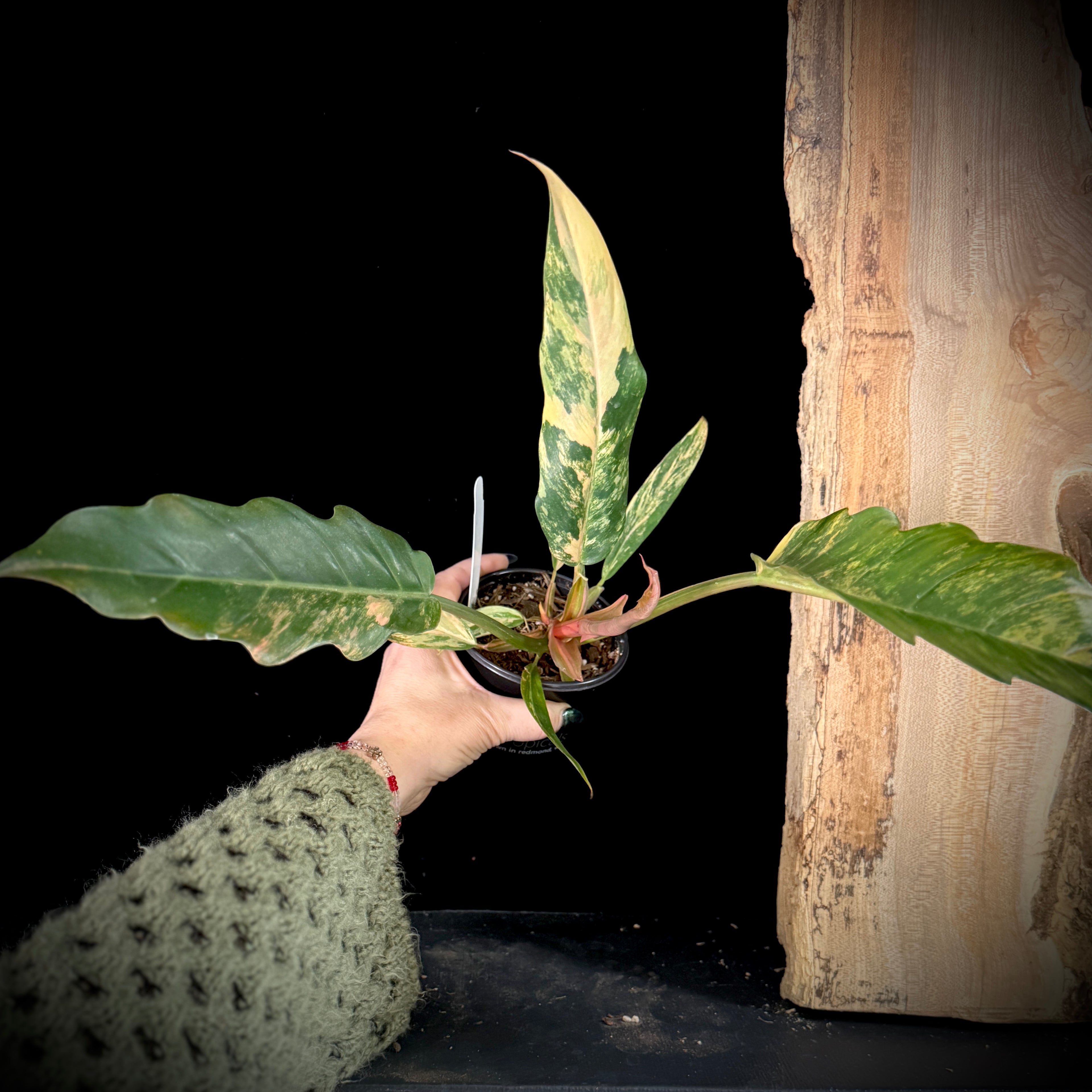 Philodendron ‘Caramel Marble’ also known as 'Carmel Marble'