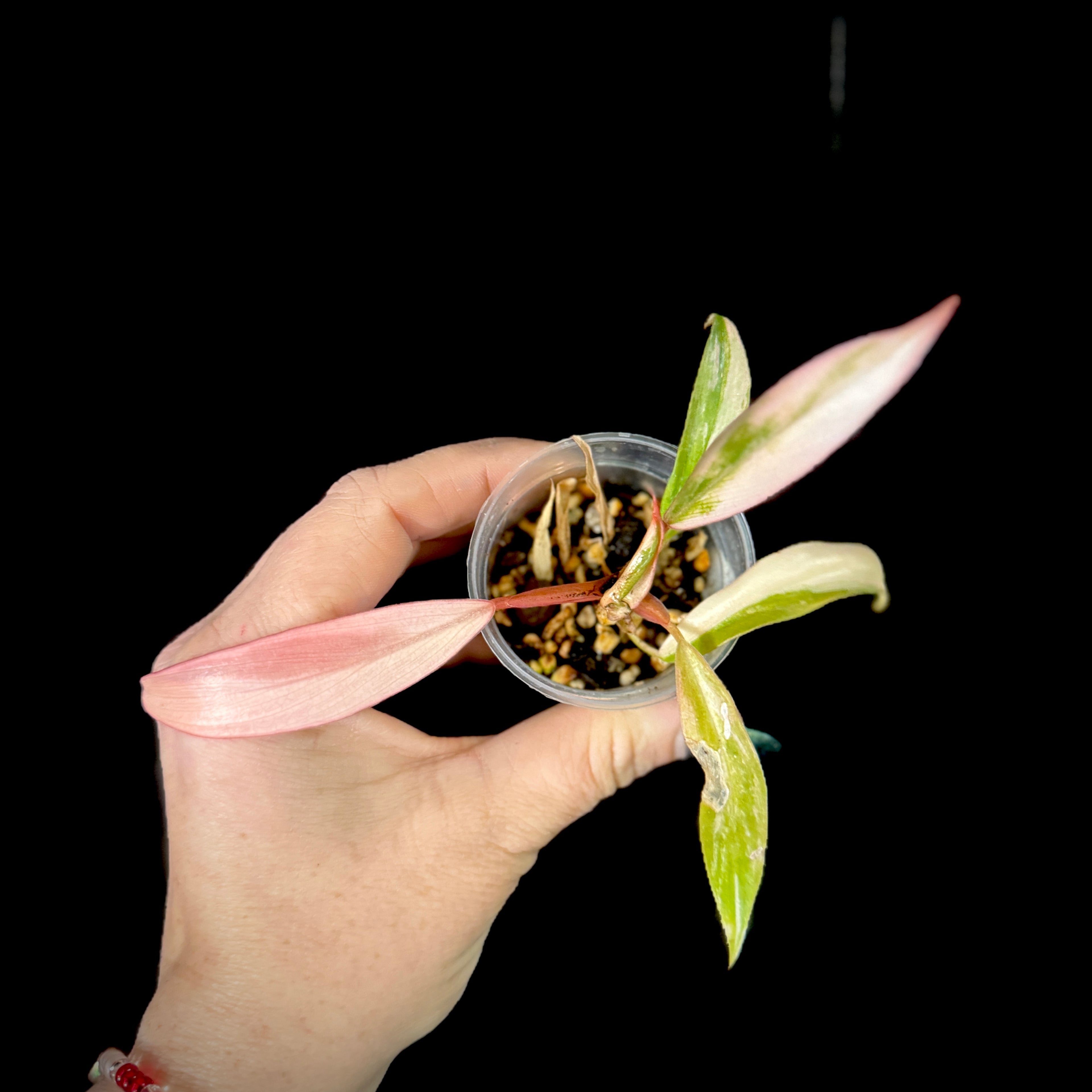 Philodendron ‘Caramel Marble’ also known as 'Carmel Marble'