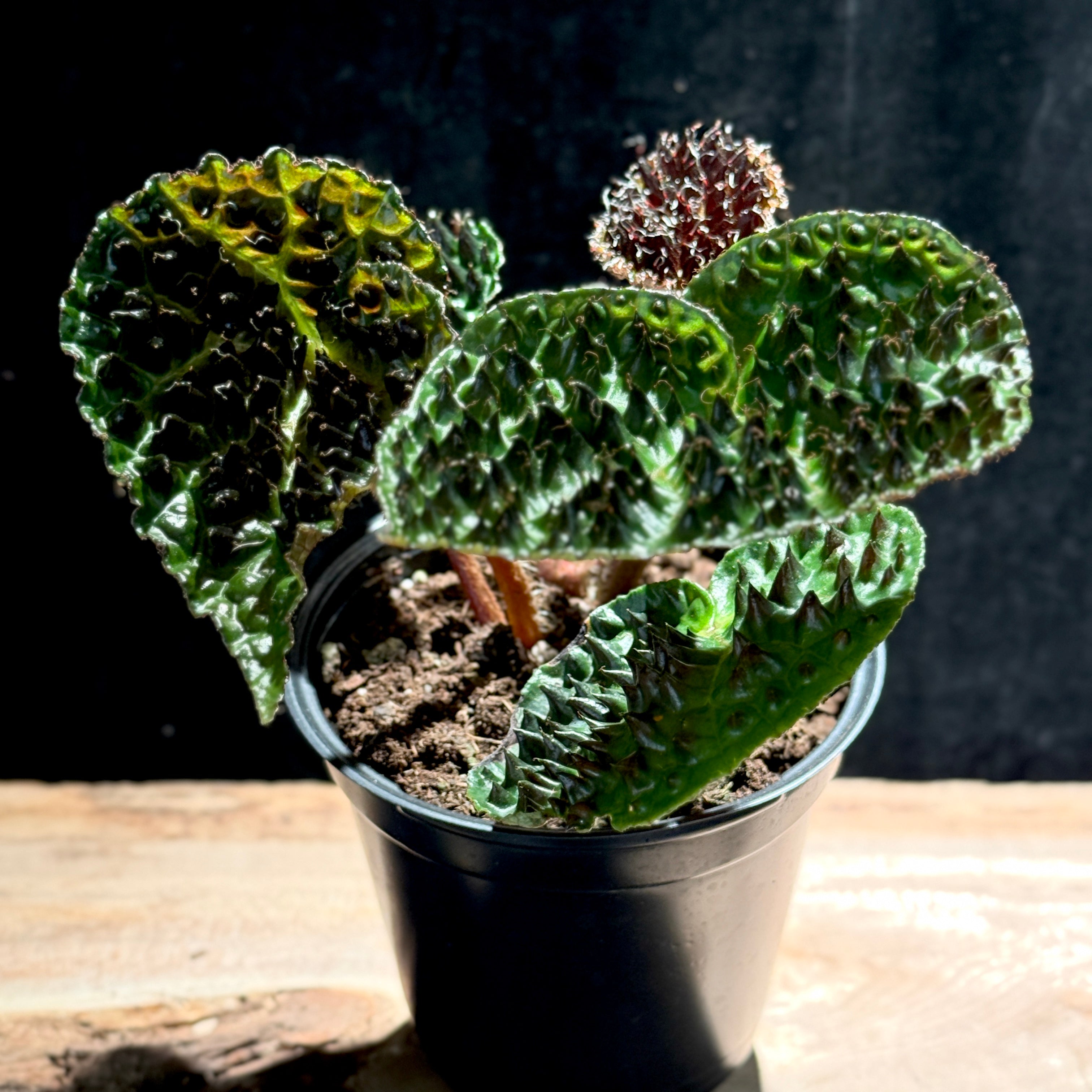 Begonia Ferox