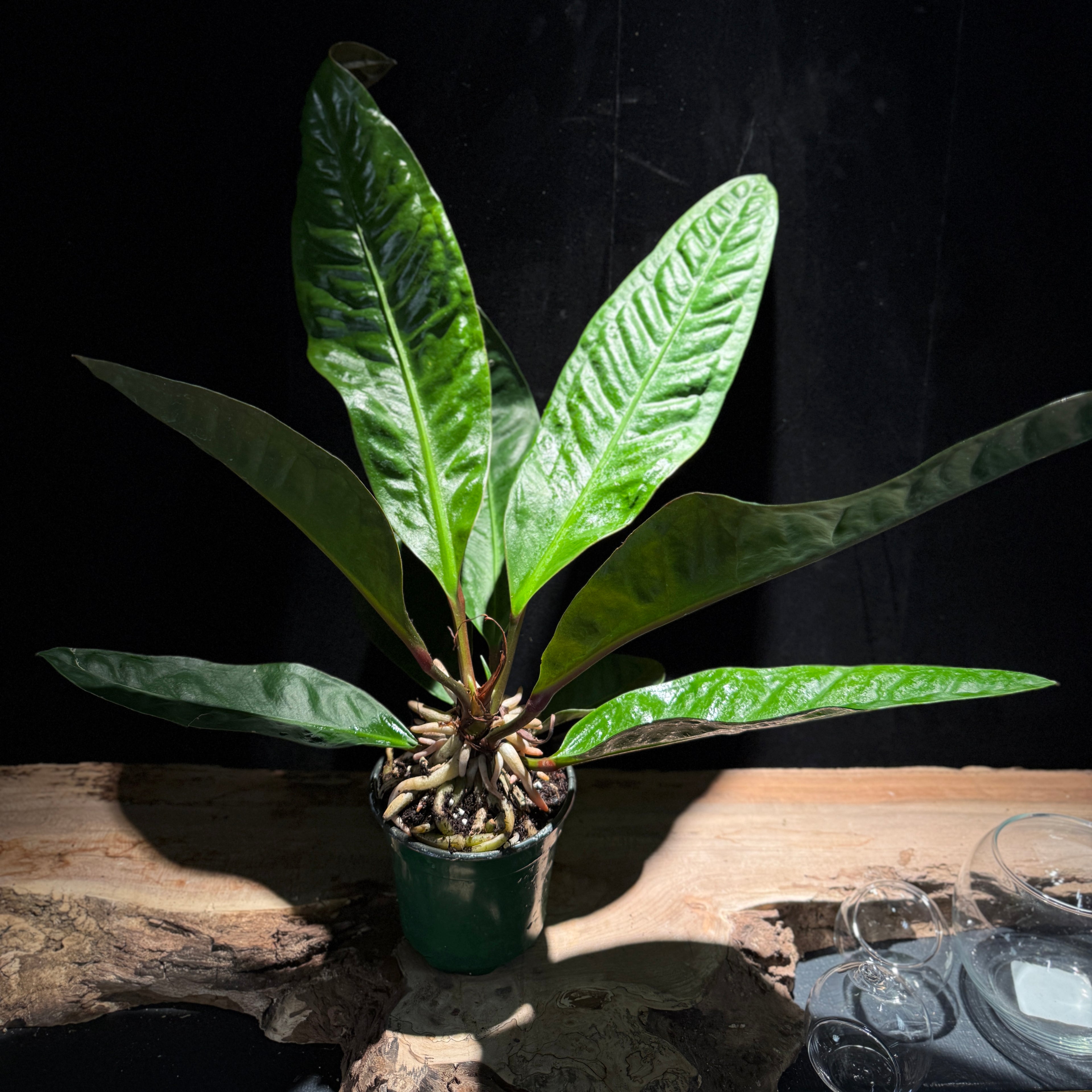 Anthurium 'Superbum'