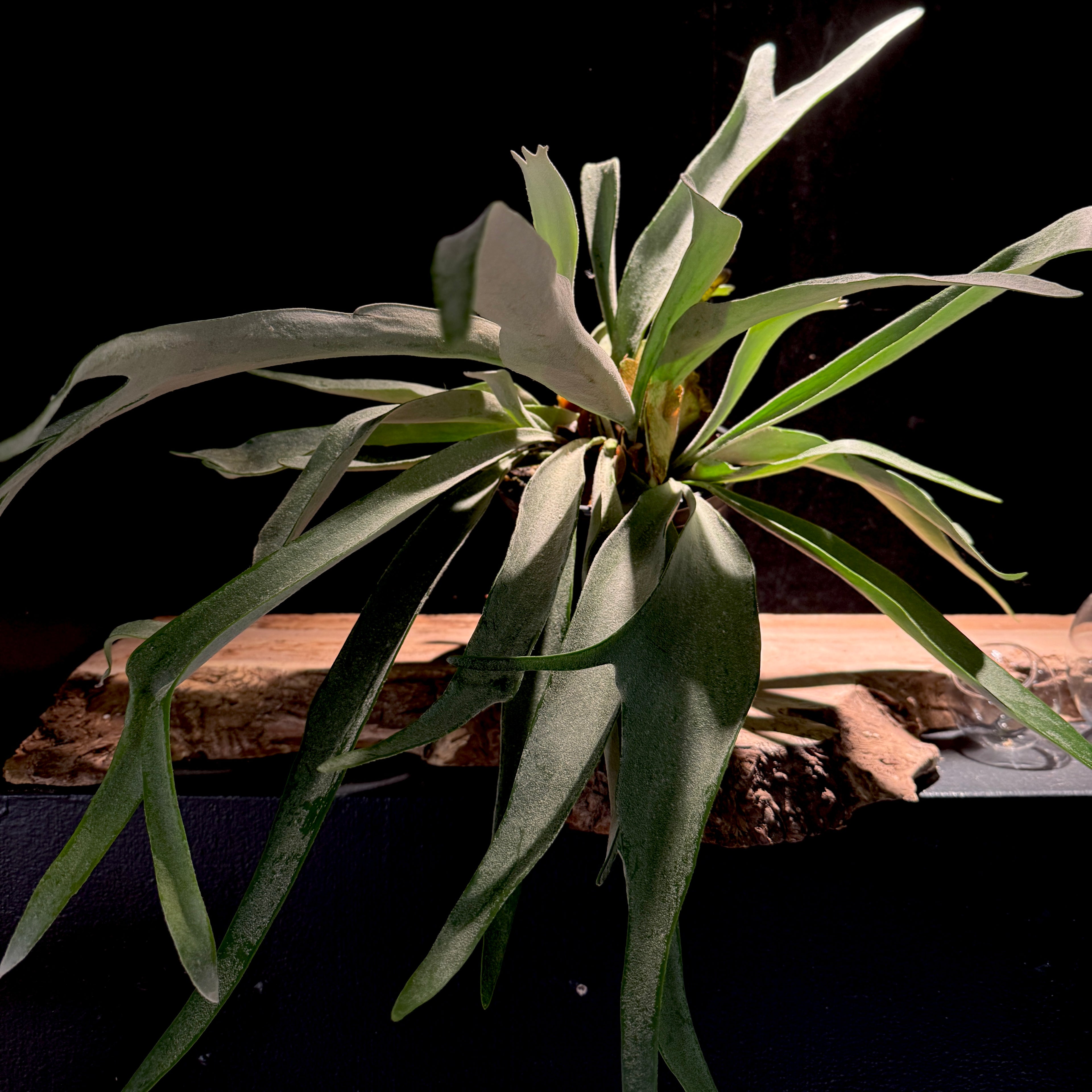 Platycerum bifurcatum