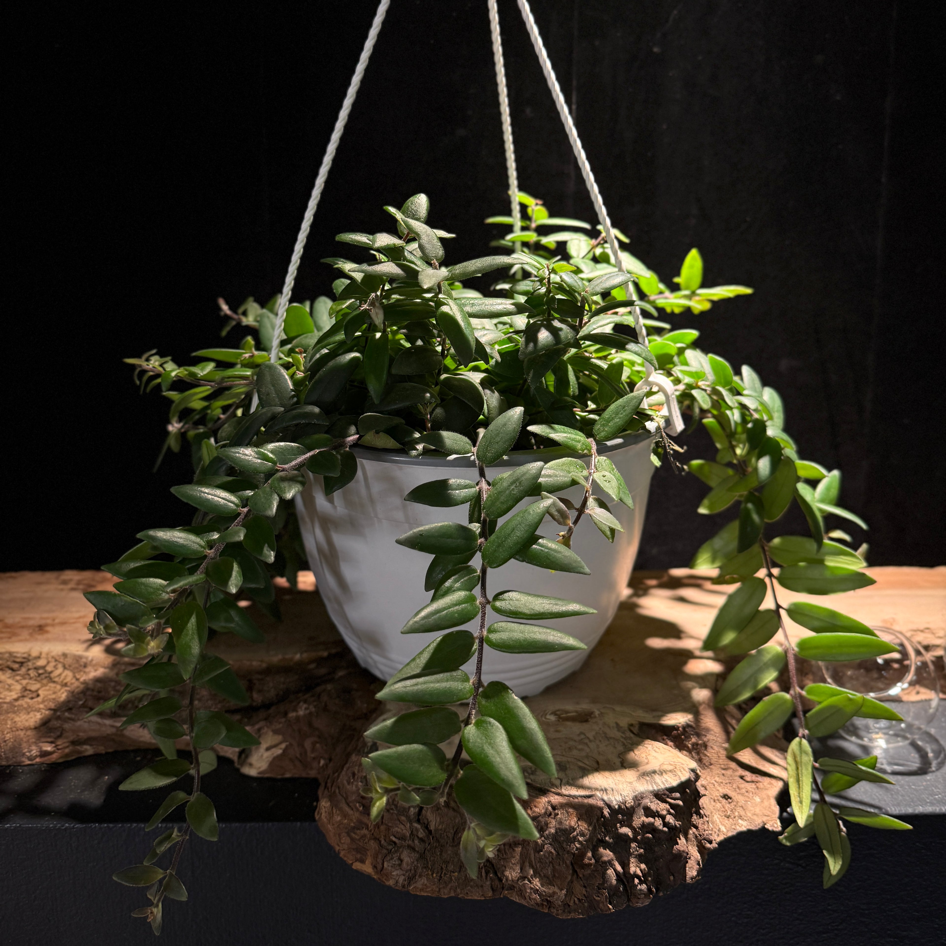 Aeschynanthus radicals