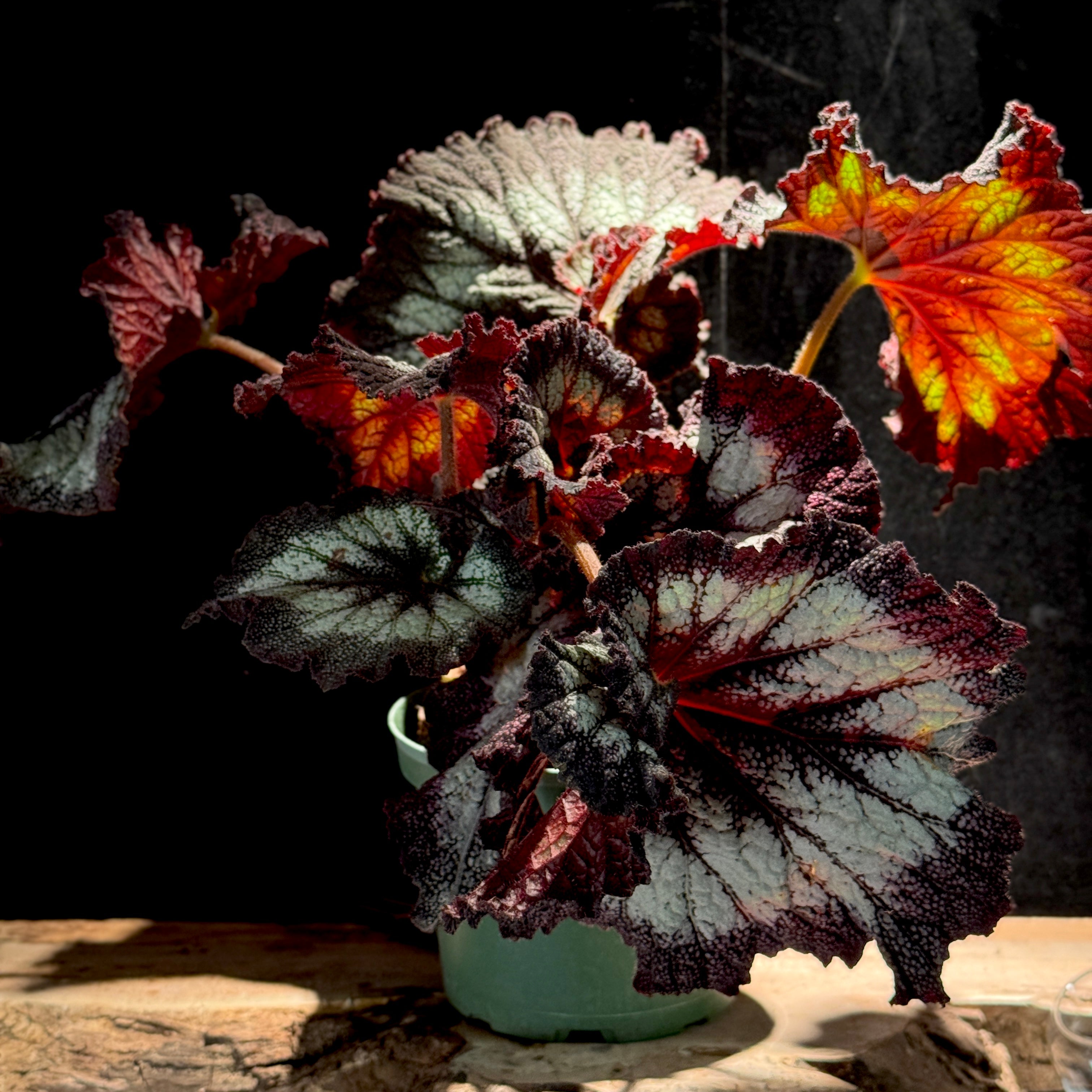 Begonia "Silver Swirl"
