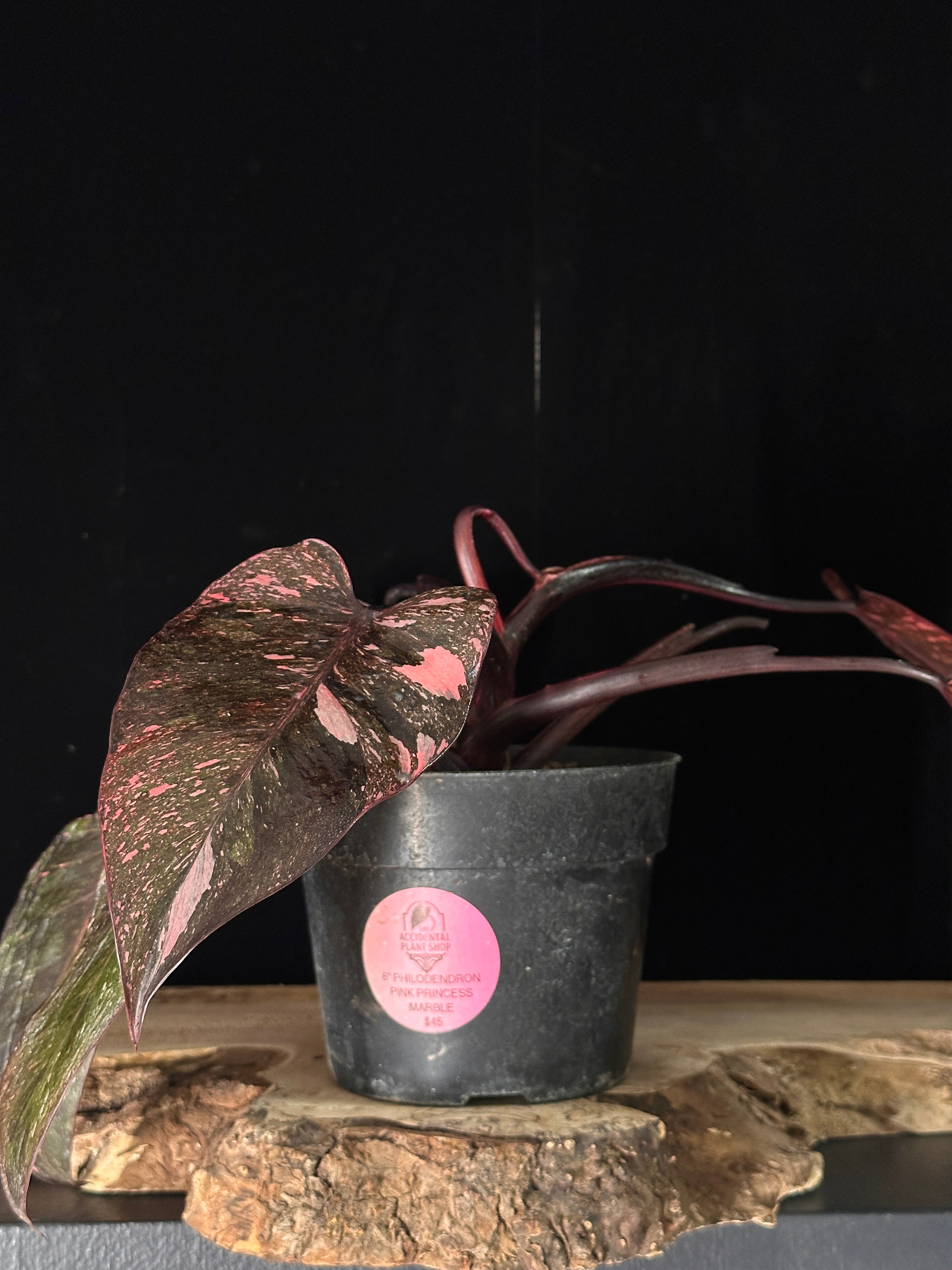 Beginner Plant Pack No.2