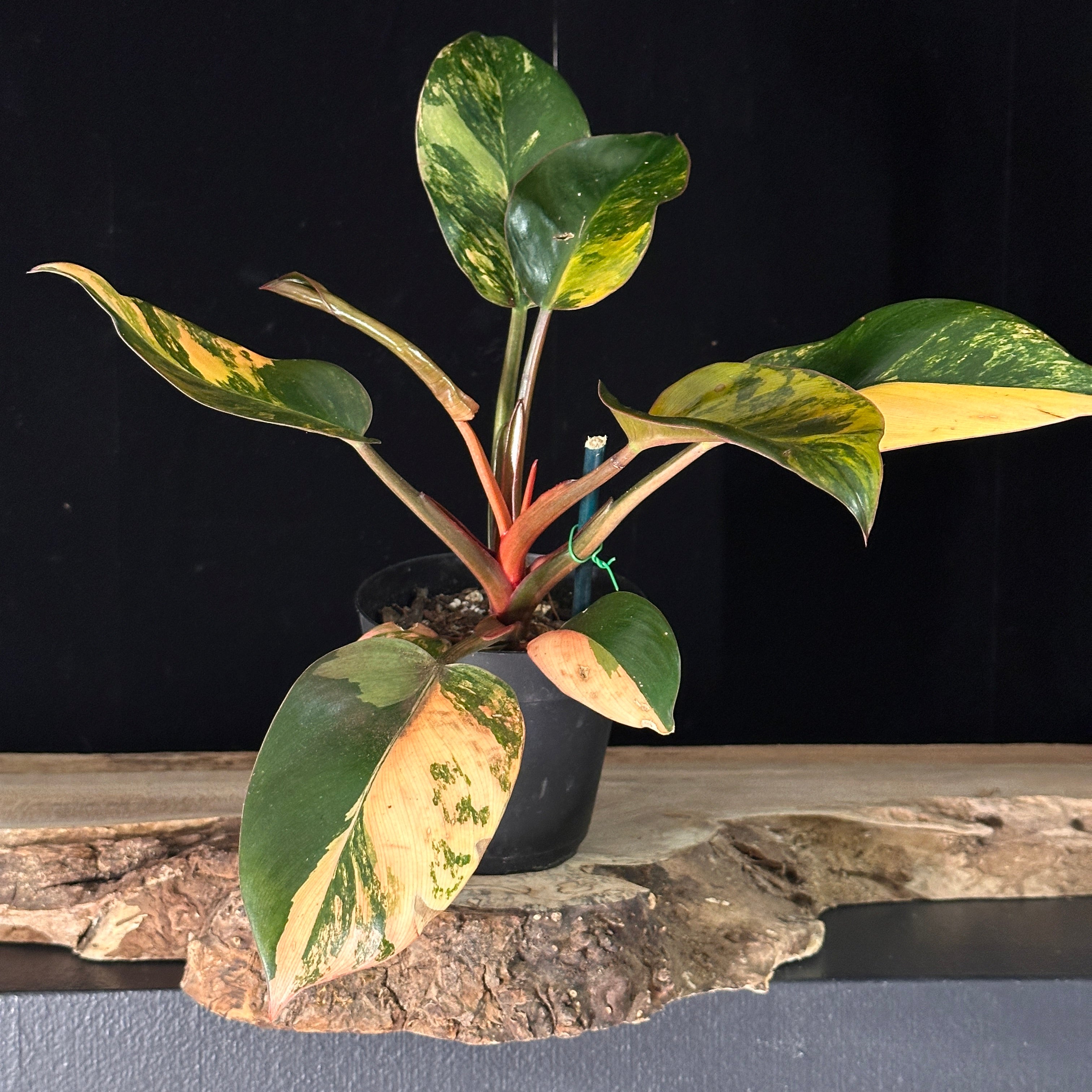 Philodendron ‘Red Congo Mint’
